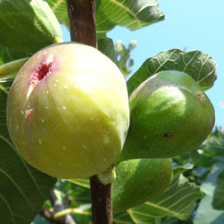 Fig Kadota