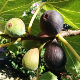 Fig Negronne