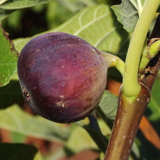Fig - Ficus carica ‘Olympian’