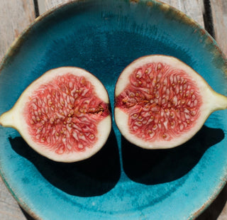 Fig - Ficus carica ‘Olympian’