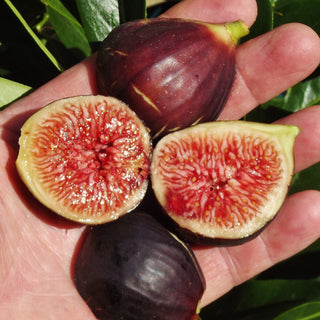 Fig Violette De Bordeaux