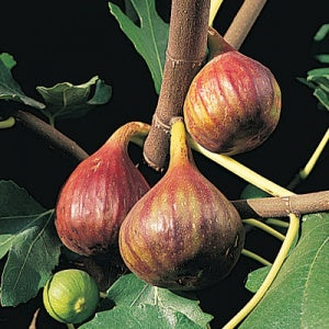 Fig - Ficus carica ‘Vern’s Brown Turkey’