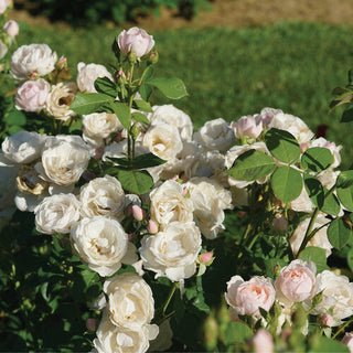 Rose ‘‘Flavorette Pear’d’'