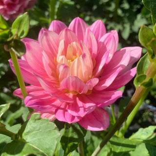 Dahlia 'Flip Flop'