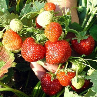 Strawberry - Fragaria x ‘Framberry’