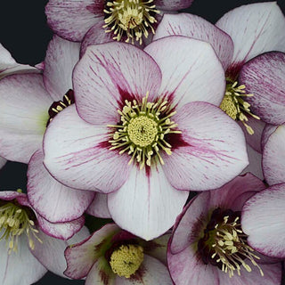 Hellebore 'French Kiss'