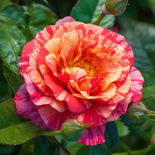 Rose ‘Frida Kahlo’