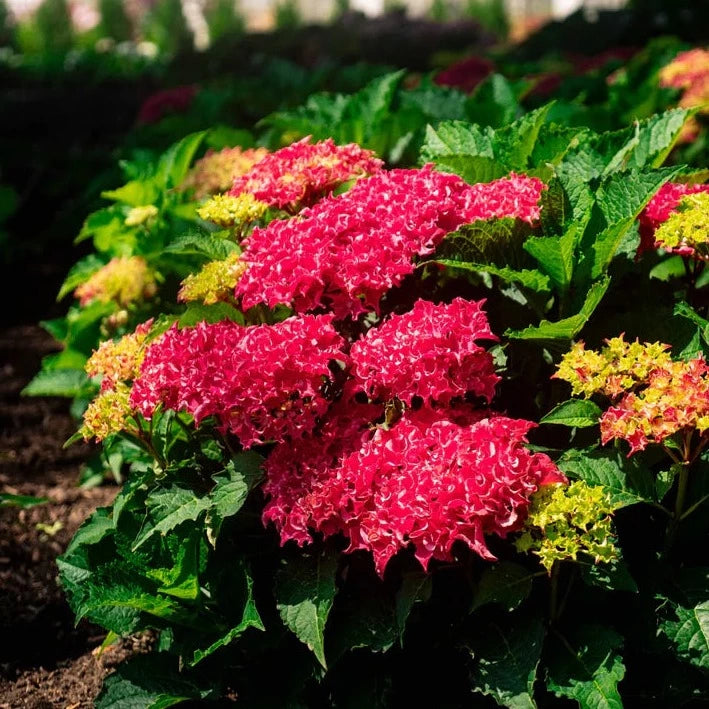 Frill Ride Hydrangea Preorder Hydrangea ‘Frill Ride’ | Amsterdam Garden Centre