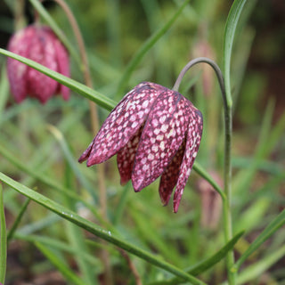 Fritillaria meleagris