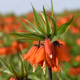 Fritillaria ‘Orange Beauty’