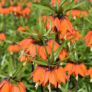 Fritillaria ‘Orange Beauty’