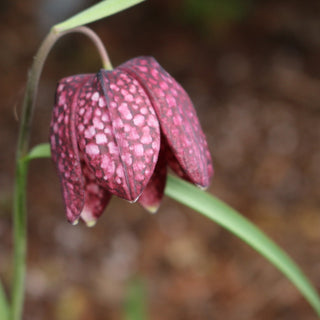 Fritillaria meleagris