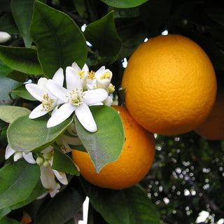 Fukumoto Navel Orange (Citrus x sinensis)