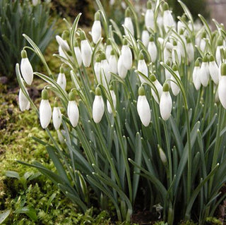 Galanthus (Single Snowdrop)