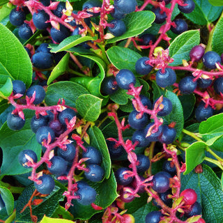 Gaultheria Shallon