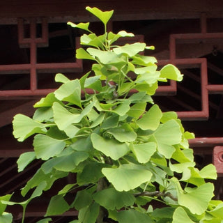 Ginkgo Biloba Ball