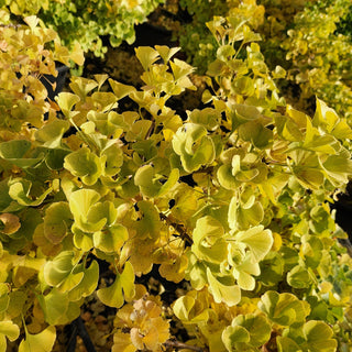 Ginkgo Biloba Mariken