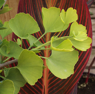 Ginkgo Biloba Queen City