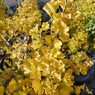 Ginkgo Biloba Spring Grove