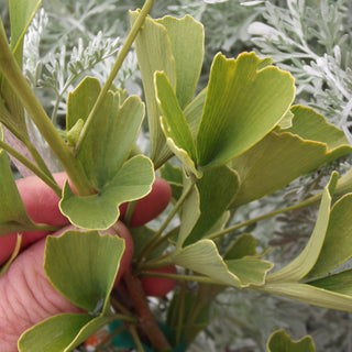 Ginkgo Biloba Tubiformis