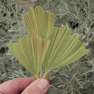 Ginkgo Biloba Variegata