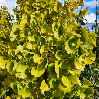 Ginkgo Biloba Witches Broom