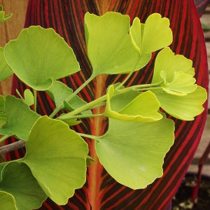 Ginkgo biloba ‘Beijing Gold’