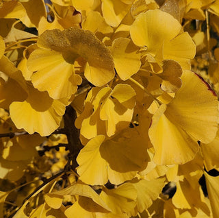 Ginkgo biloba ‘Gold Sprite’