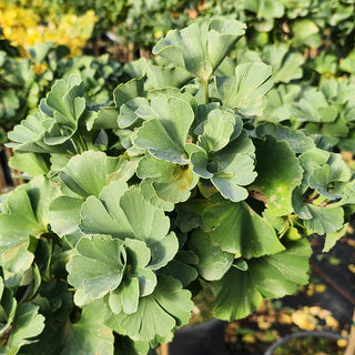 Ginkgo biloba ‘Jehoshaphat’