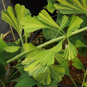 Ginkgo biloba ‘Peve Mariboo’