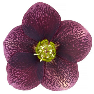 Hellebore ‘Glamour Bijoux’