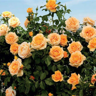 Rose 'Golden Opportunity'