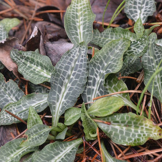 Goodyera Oblongifolia