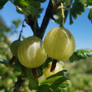 Gooseberry - Green Gooseberry (Ribes hirtellum ‘Oregon Champion’)