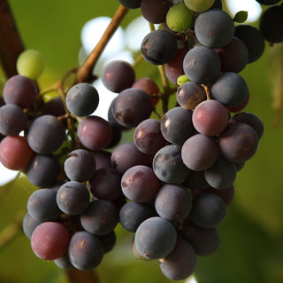 Grape - ‘Concord Seedless’