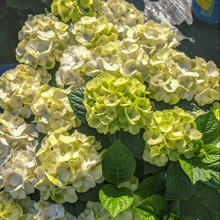 Hydrangea macrophylla ‘Grin and Tonic’