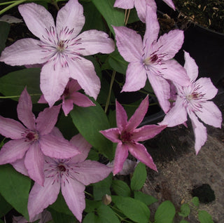 Clematis ‘Hagley Hybrid’