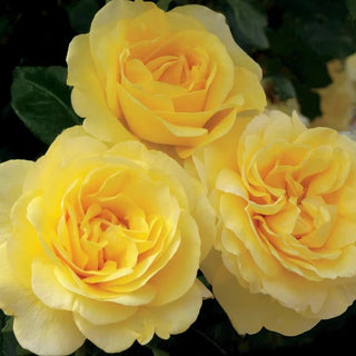 Rose ‘Happy Go Lucky’