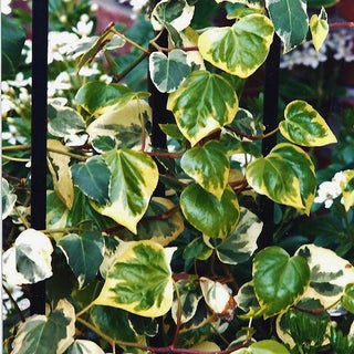 Hedera Colchica Dentata Variegata