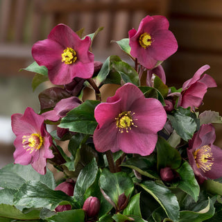 Hellebore ‘HGC Ice ‘N Roses Early Red’