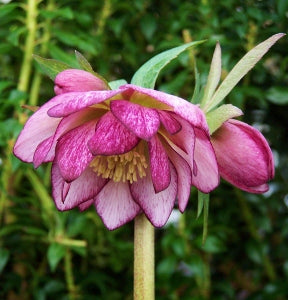 Hellebore Berry Swirl