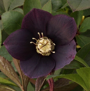 Hellebore Blue Lady