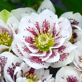 Confetti Cake Hellebore