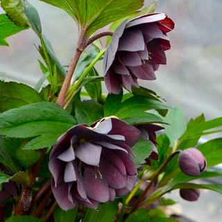 Dashing Groomsman Hellebore