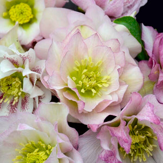 Flower Girl Hellebore