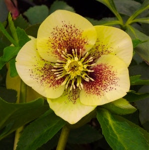 Hellebore ‘Golden Sunrise’