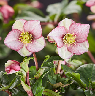 Hellebore Ice N Roses