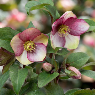 Hellebore Ice N Roses