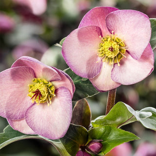 Helleborus Ice N Roses Early Rose