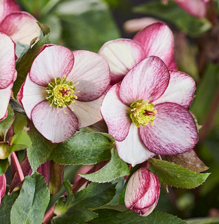 Hellebore Rosado